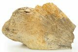 Fossil Tyrannosaur (T rex) Bone Section - Wyoming #309881-1
